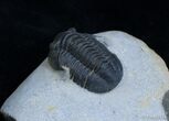 New Type Of Proetid Trilobite #2420-2